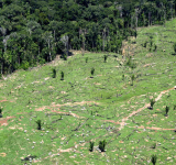 Investors urge states  to stop deforestation